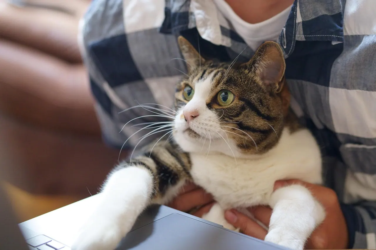 cat, work, technology, animal, pet, cute, pc, keyboard, remote work. Virtual assistant agency pay rates and labor costs